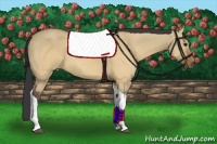 Horse Color:Bay Dun Tobiano 