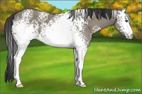 Horse Color:White Spotted Smoky Grullo