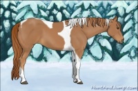 Horse Color:Chestnut Tobiano