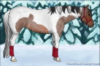 Horse Color:Bay Roan Tobiano