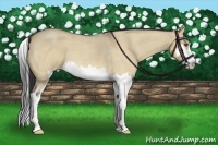 Horse Color:Buckskin Roan Dun Splash Frame 