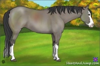 Horse Color:Grullo Sabino Splash