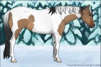 Horse Color:Bay Dun Tobiano