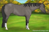 Horse Color:Smoky Grullo Roan