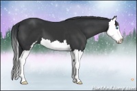 Horse Color:Black Sabino Splash 