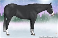 Horse Color:Black Sabino Splash