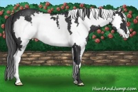 Horse Color:White Spotted Black Frame 
