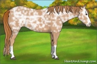 Horse Color:Chestnut Ice Sabino Splash 