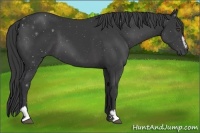 Horse Color:Black Sabino
