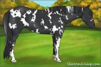 Horse Color:White Spotted Black