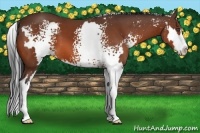 Horse Color:White Spotted Bay Splash Frame 