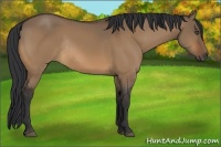 Horse Color:Bay Dun Rabicano 