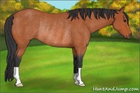 Horse Color:Bay Rabicano 