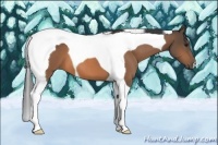 Horse Color:Buckskin Tobiano 