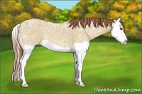Horse Color:Red Dun Ice Splash