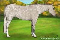 Horse Color:Silver Grullo Ice 