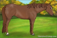 Horse Color:Chestnut Sabino 