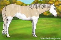 Horse Color:Palomino Ice Dun Splash