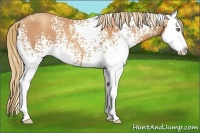 Horse Color:White Spotted Gold Champagne Splash 