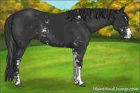 Horse Color:Black Sabino 