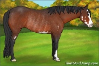Horse Color:Bay Sabino Splash Frame Rabicano 