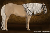 Horse Color:Palomino 