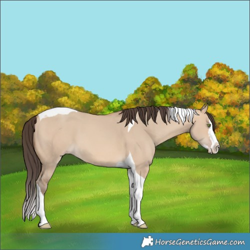Horse Color:Amber Champagne Dun Splash Tobiano 