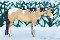 Horse Color:Amber Champagne Dun Splash Tobiano