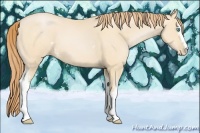 Horse Color:White Spotted Buckskin Pearl