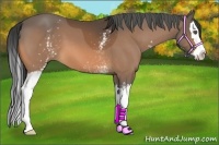 Horse Color:White Spotted Buckskin Splash 