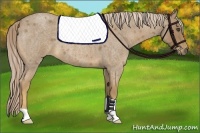 Horse Color:Palomino Roan 