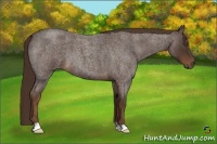 Horse Color:Liver Red Roan 