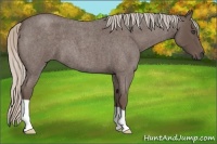 Horse Color:Silver Blue Roan 
