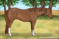 Horse Color:Unknown 