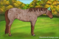 Horse Color:Red Roan 