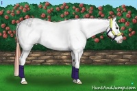 Horse Color:Bay Dun Splash Appaloosa Rabicano