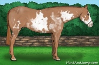 Horse Color:White Spotted Red Roan Frame 