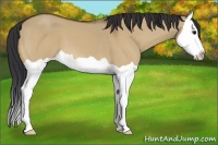 Horse Color:Bay Dun Splash 