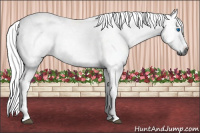 Horse Color:Gray White Spotted Bay Tobiano Frame