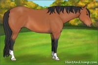 Horse Color:Bay 