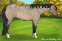 Horse Color:Bay Roan Dun 
