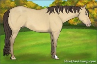 Horse Color:Amber Cream Champagne Dun 