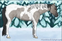 Horse Color:Grullo Roan Tobiano