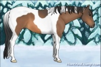 Horse Color:Buckskin Tobiano