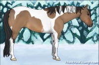 Horse Color:Bay Dun Tobiano
