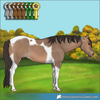 Horse Color:Bay Dun Tobiano 