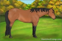 Horse Color:Bay Frame 