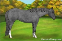 Horse Color:Black Appaloosa