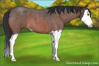 Horse Color:Bay Roan Splash