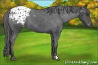 Horse Color:Black Appaloosa